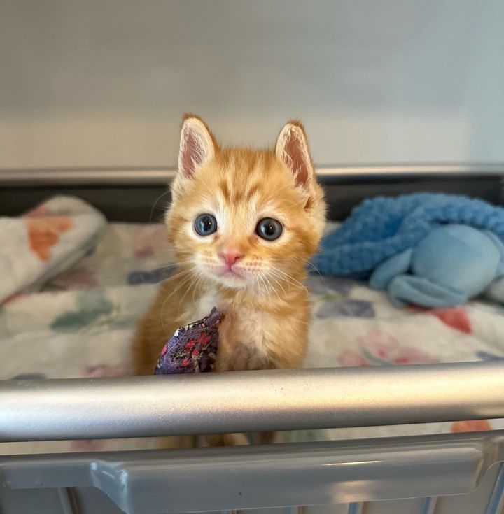 ginger kitten finn